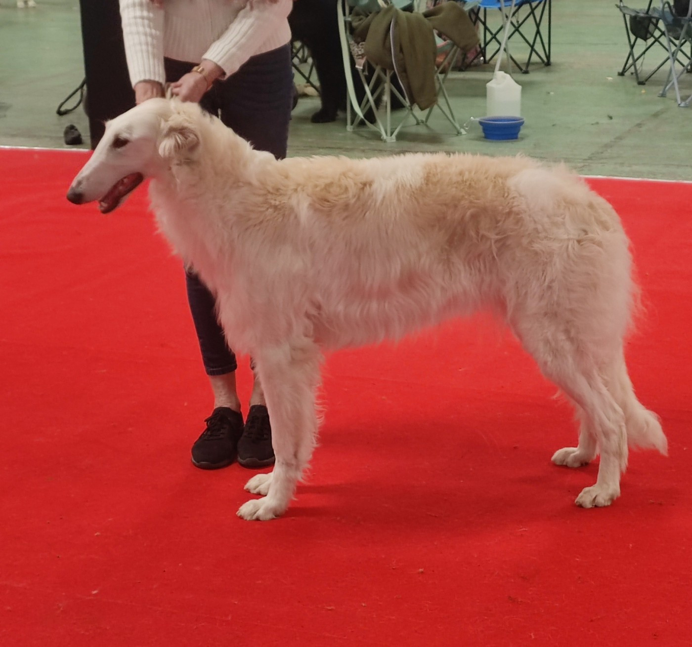 CH. UGLESHA de l'hermitage d'eole