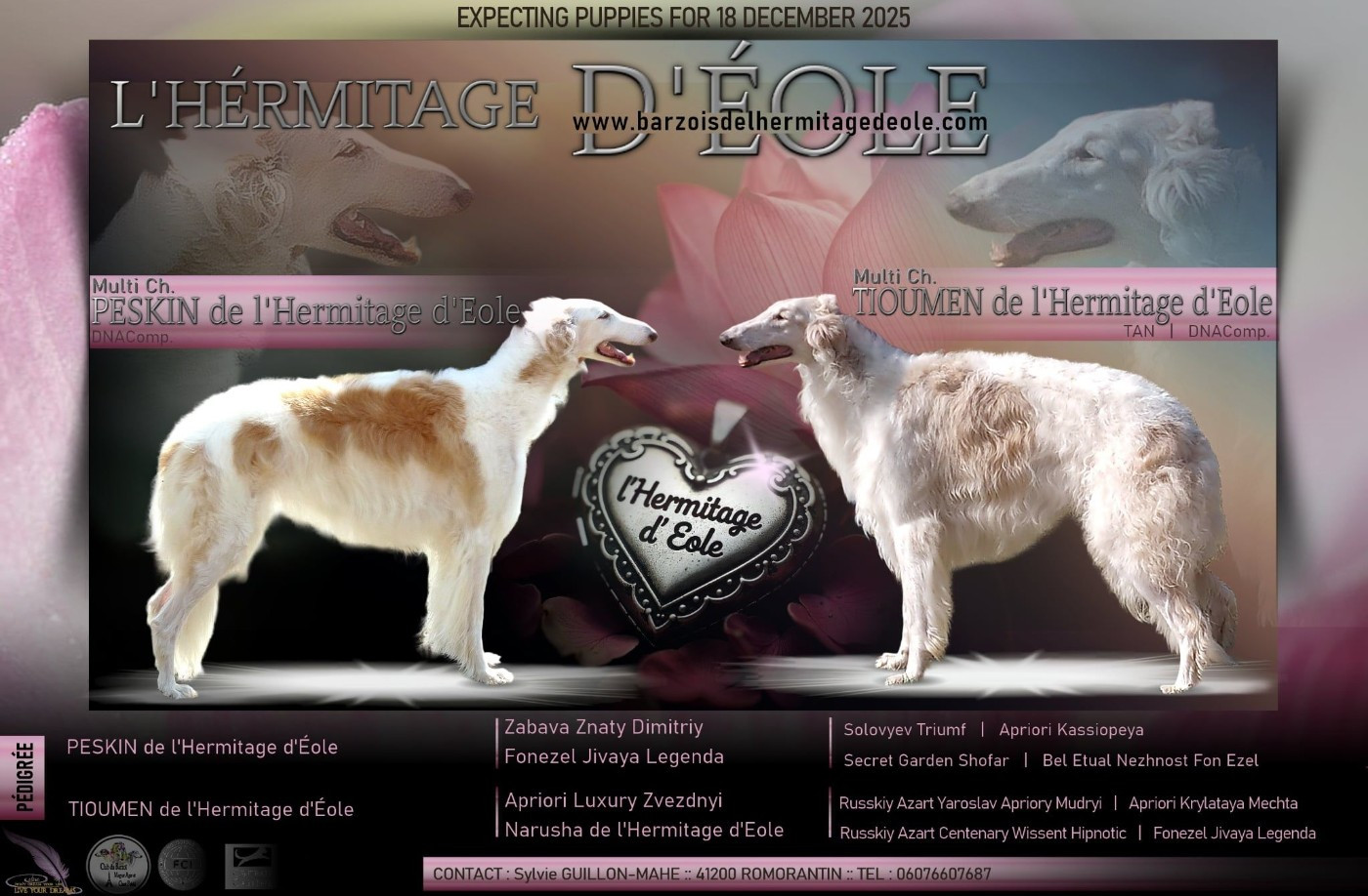 LES BARZOIS DE L'HERMITAGE D'EOLE