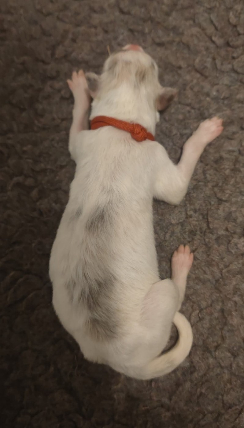 de l'hermitage d'eole - Chiots disponibles - Barzoi