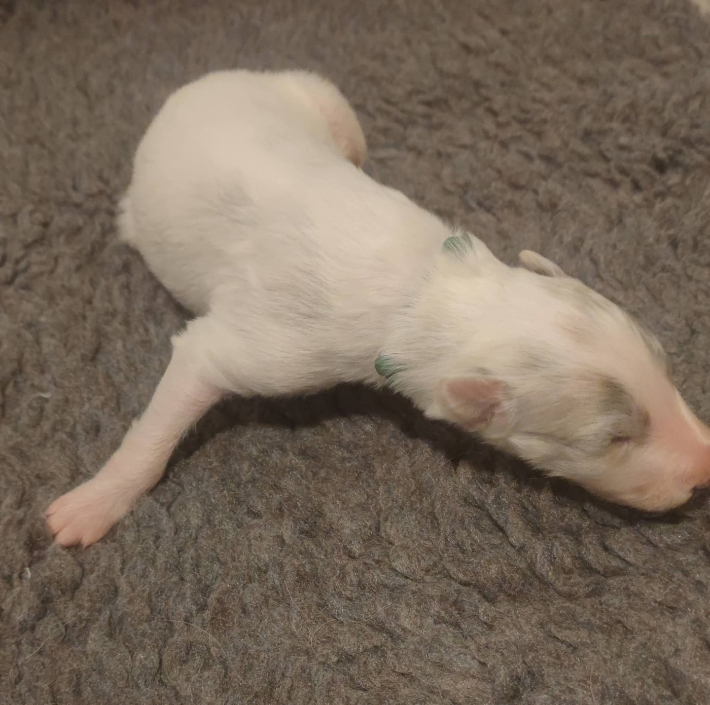 de l'hermitage d'eole - Chiots disponibles - Barzoi