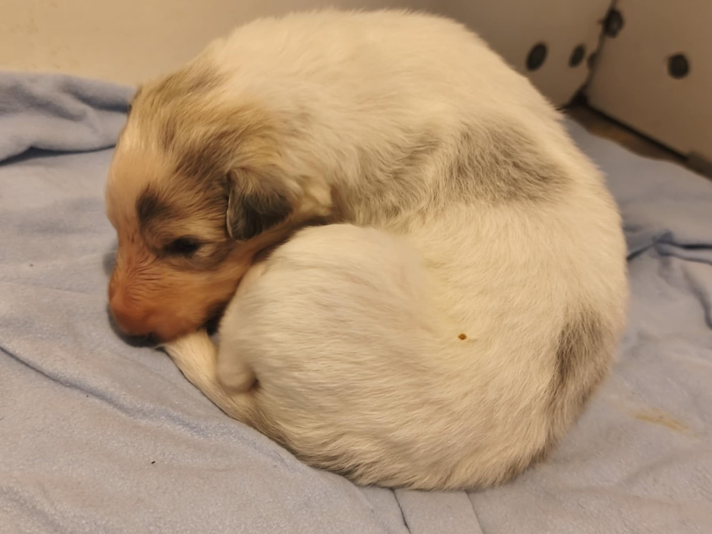 de l'hermitage d'eole - Chiots disponibles - Barzoi