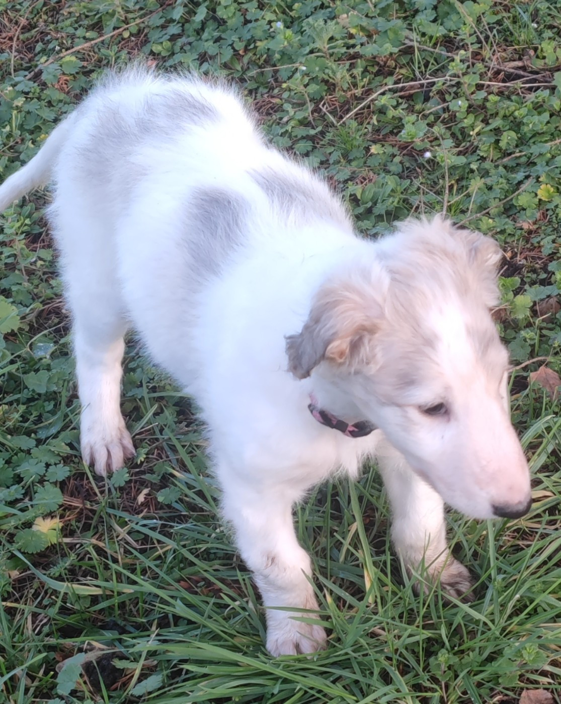 de l'hermitage d'eole - Chiots disponibles - Barzoi