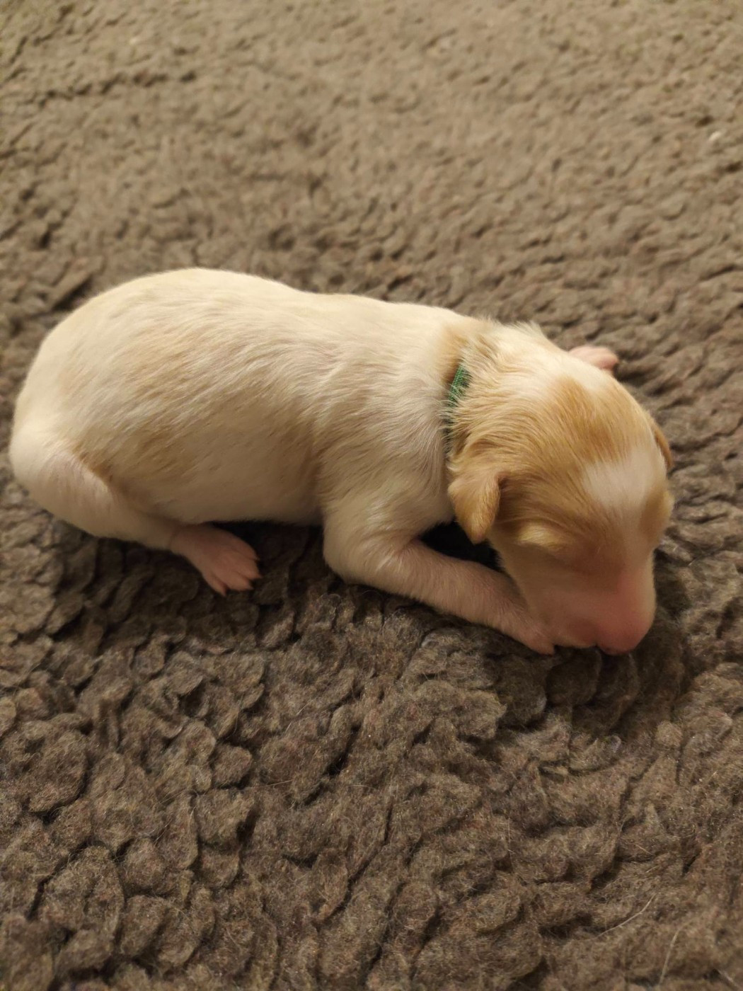 de l'hermitage d'eole - Chiots disponibles - Barzoi