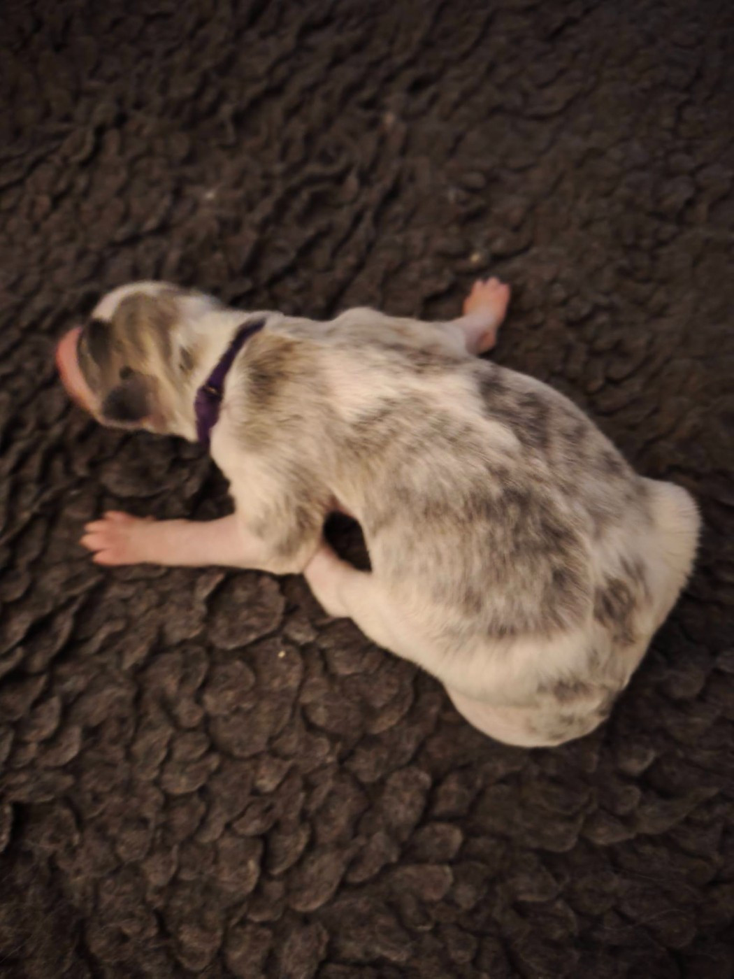 de l'hermitage d'eole - Chiots disponibles - Barzoi