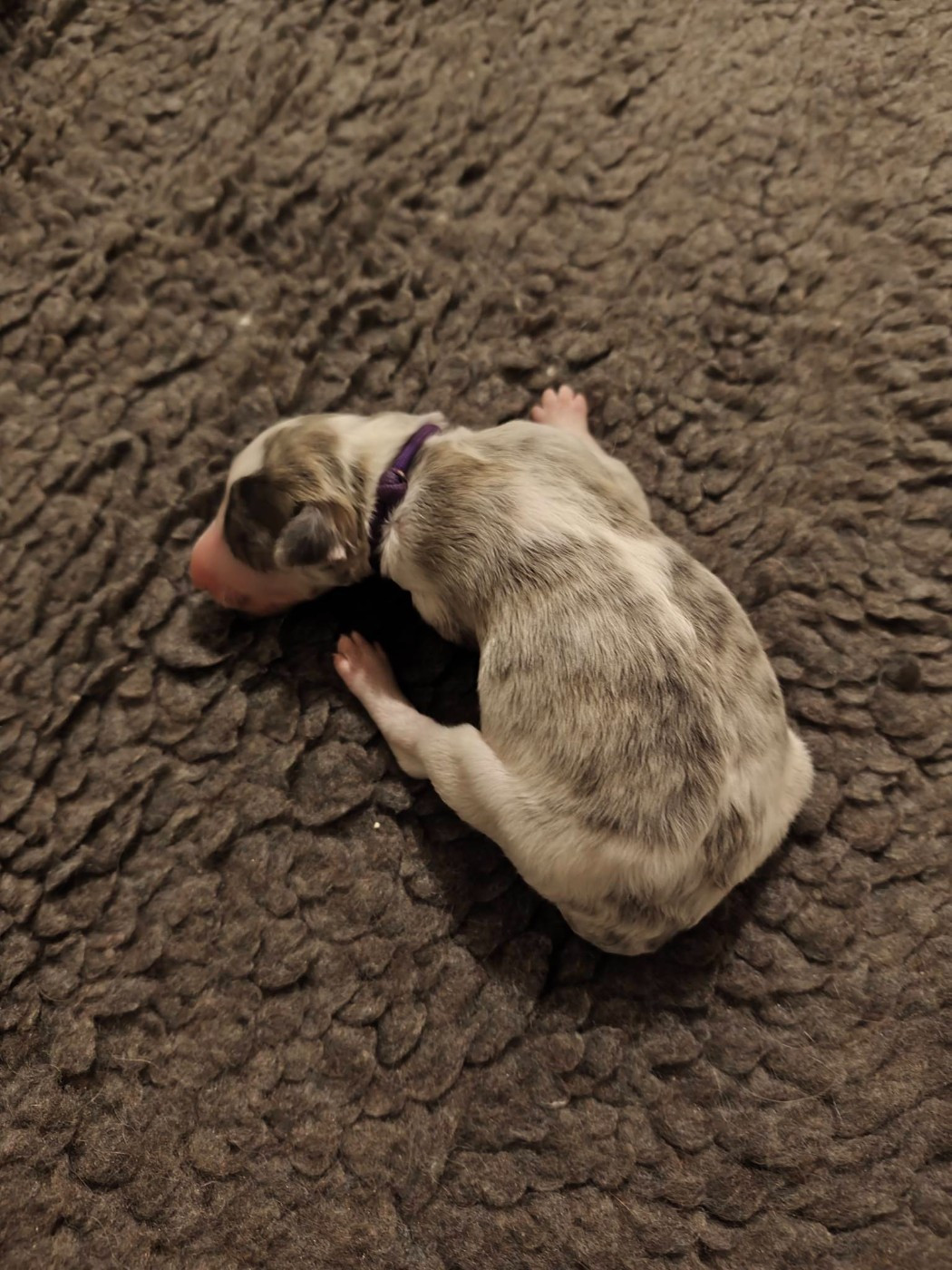 de l'hermitage d'eole - Chiots disponibles - Barzoi