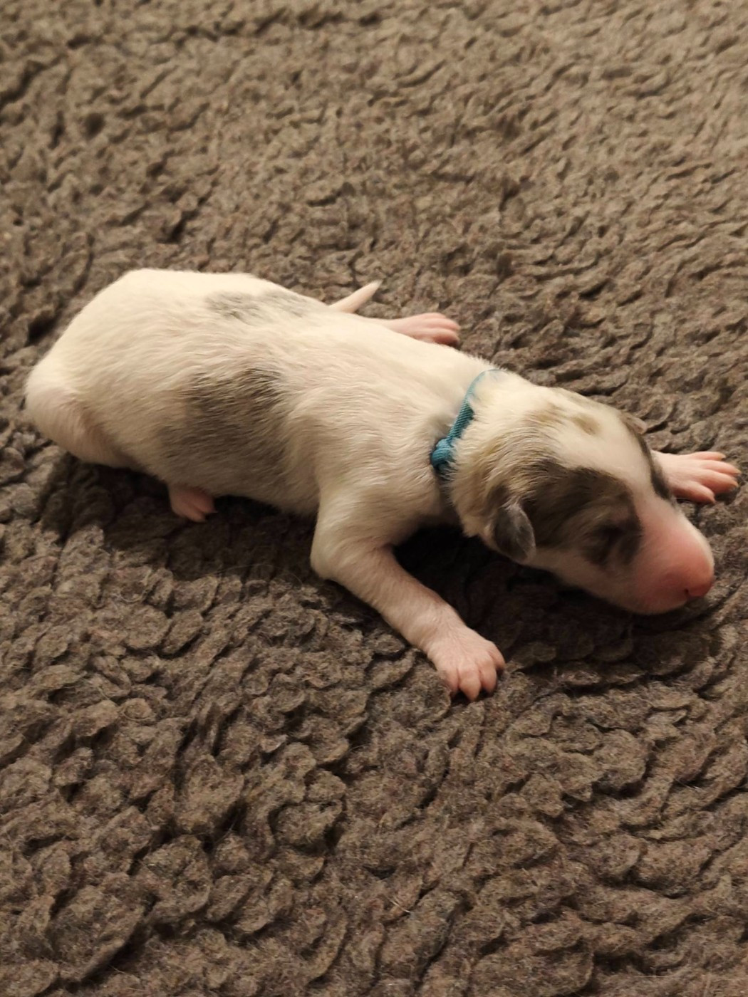 de l'hermitage d'eole - Chiots disponibles - Barzoi
