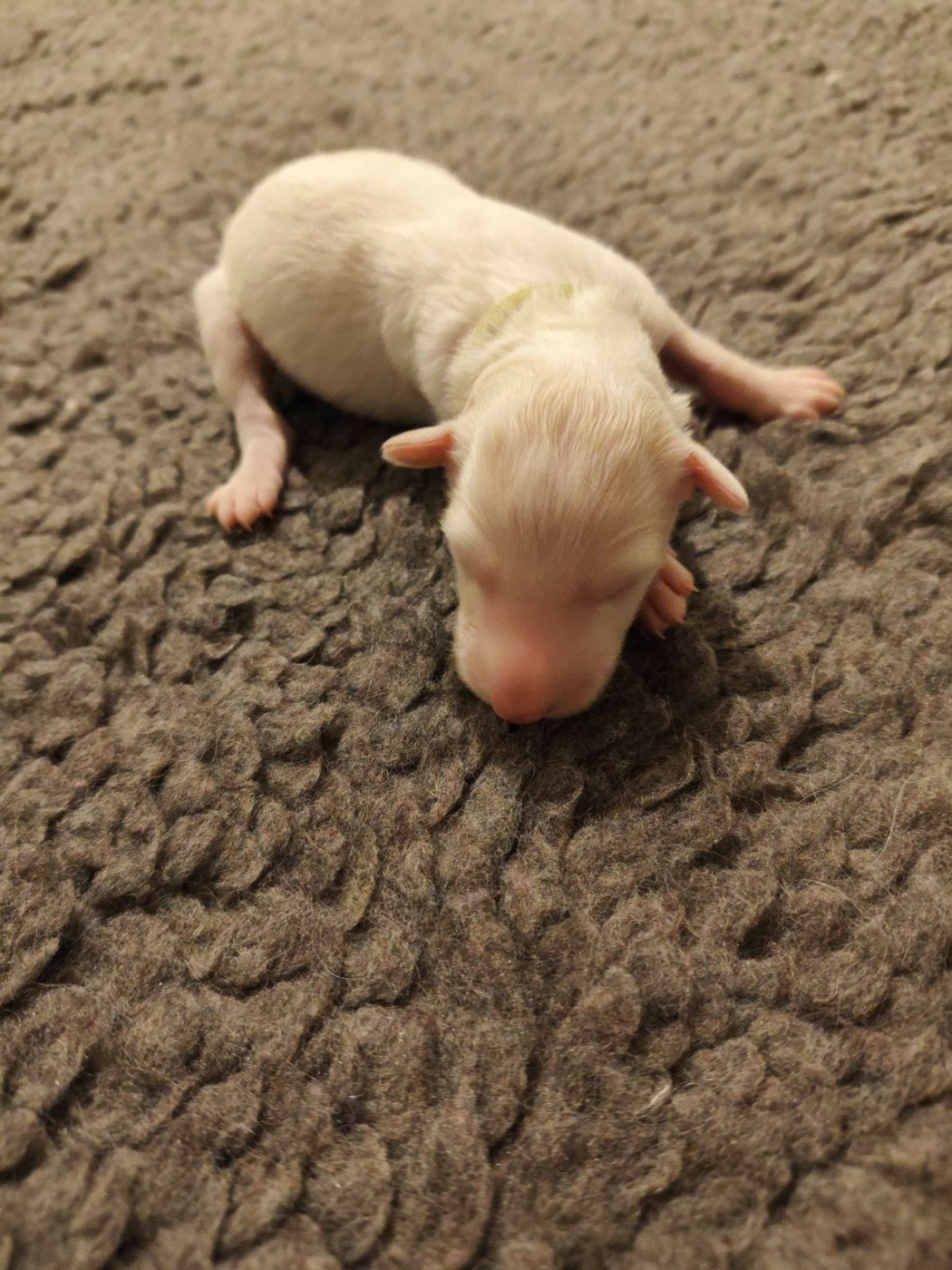 de l'hermitage d'eole - Chiots disponibles - Barzoi