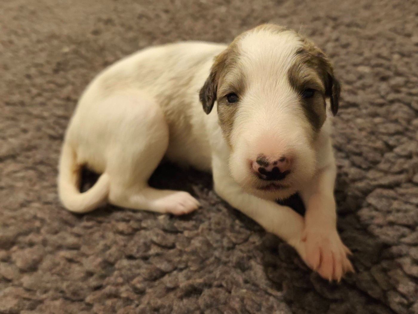 de l'hermitage d'eole - Chiots disponibles - Barzoi