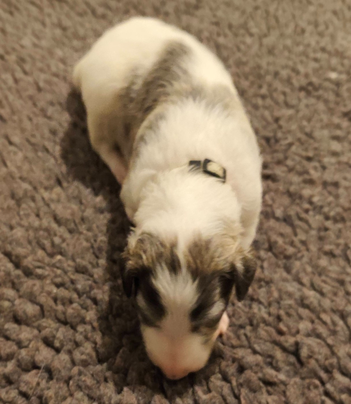 de l'hermitage d'eole - Chiots disponibles - Barzoi