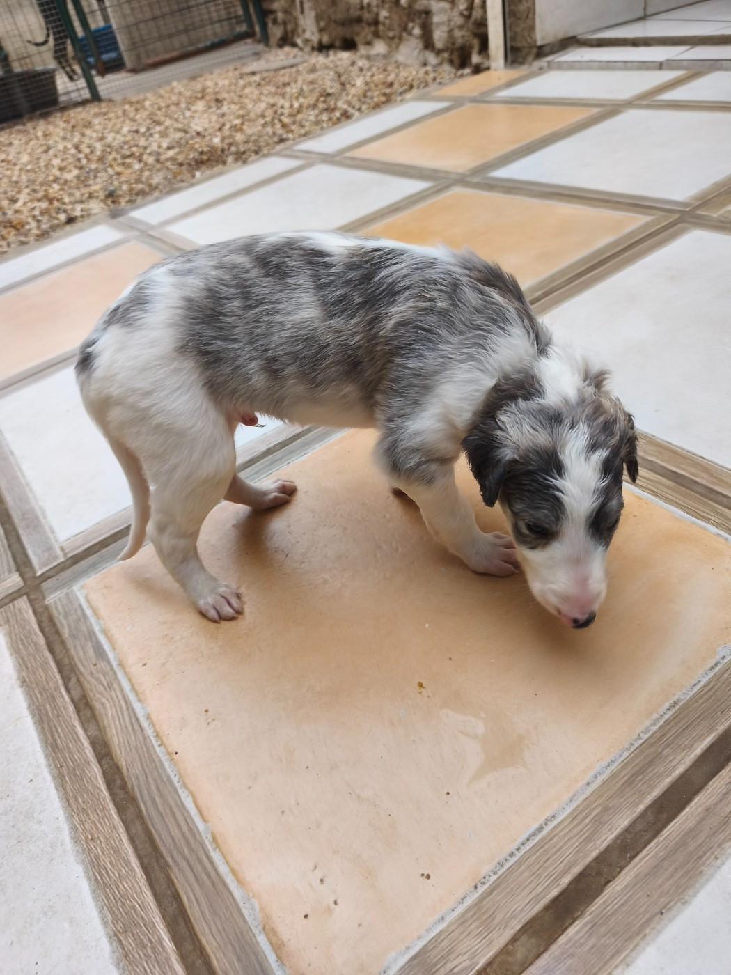 de l'hermitage d'eole - Chiots disponibles - Barzoi