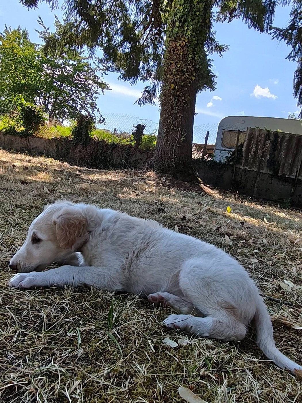 de l'hermitage d'eole - Chiots disponibles - Barzoi