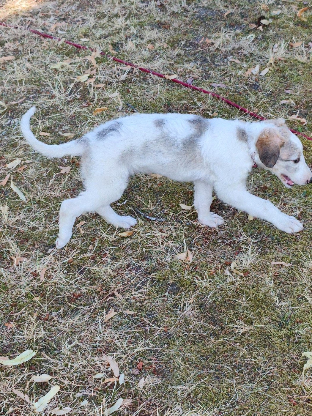 de l'hermitage d'eole - Chiots disponibles - Barzoi