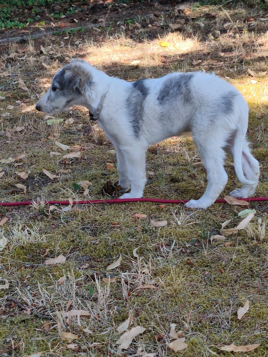 de l'hermitage d'eole - Chiots disponibles - Barzoi