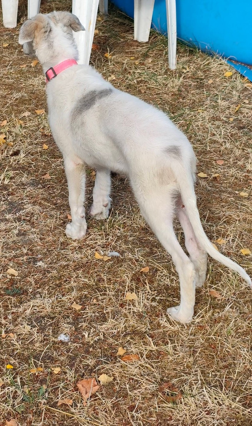 de l'hermitage d'eole - Chiots disponibles - Barzoi
