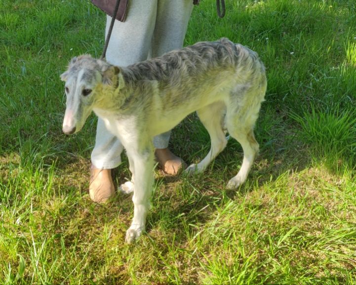 de l'hermitage d'eole - Barzoi - Portée née le 31/12/2024