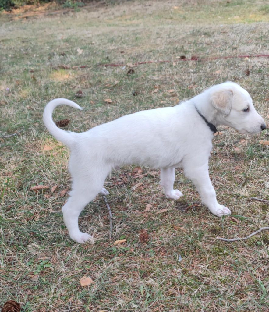 de l'hermitage d'eole - Chiots disponibles - Barzoi